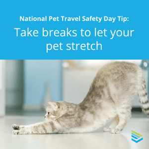 pet-travel-safety-tip-11-thumbnail