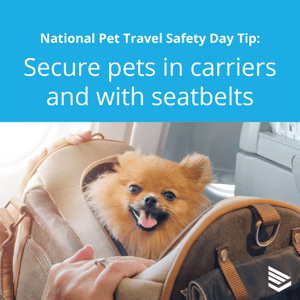 pet-travel-safety-tip-4-thumbnail