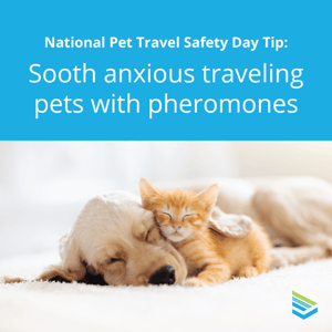 pet-travel-safety-tip-8-thumbnail
